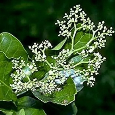 Agnimantha (Premna serratifolia)