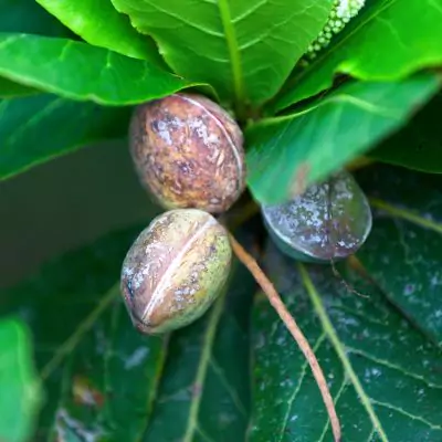 Bahera, Bibhitaki (Terminalia bellirica) - Uses and Benefits