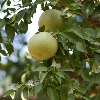 Bael, Bilva (Aegle Marmelos) - Uses and Benefits