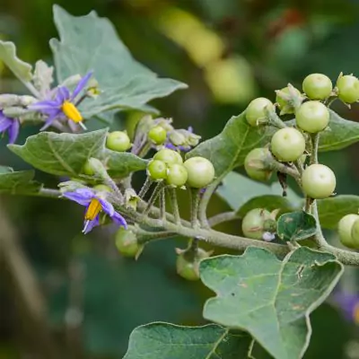 Brihati (Solanum Indicum) - Uses, Benefits and Medicinal Properties