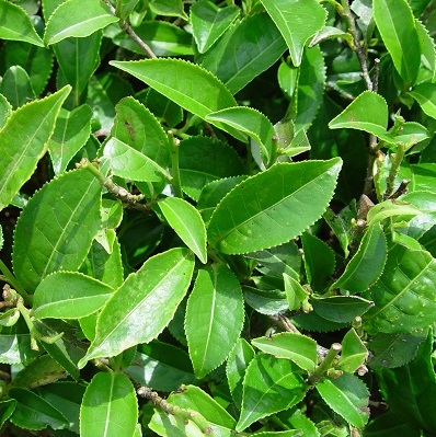 Black Tea (Camellia Sinensis)