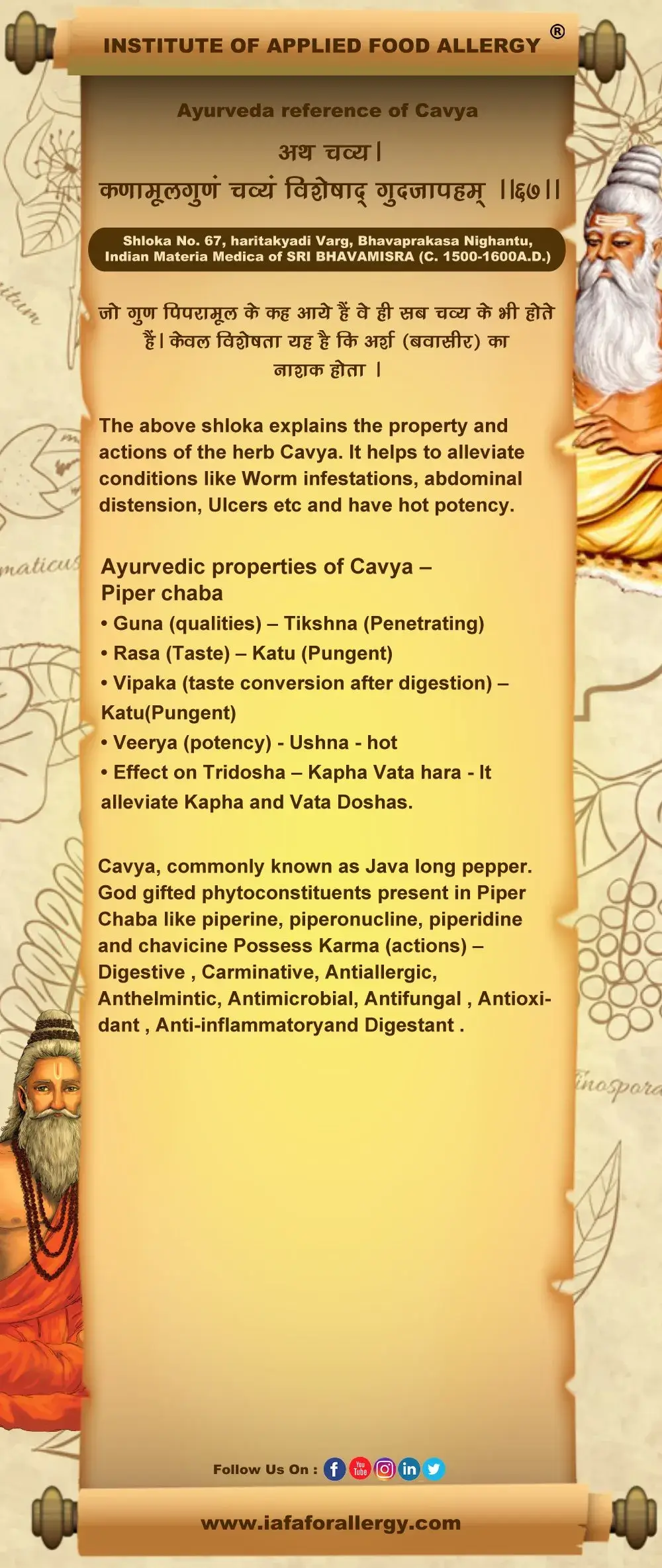 Ayurveda Reference of Cavya – Piper chaba
