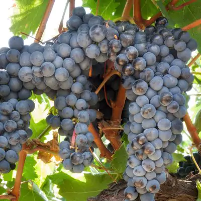 Draksha, Grapes (Vitis vinifera) - Benefits and Medicinal Properties