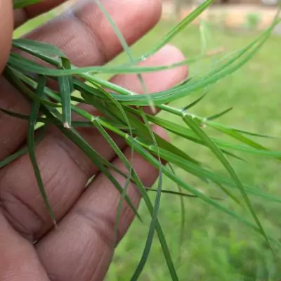 Durva, Bermuda Grass (Cynodon Dactylon) - Uses and Benefits