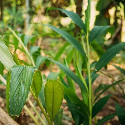 Ela (Elettaria cardamomum) - Uses, Benefits and Medicinal Properties