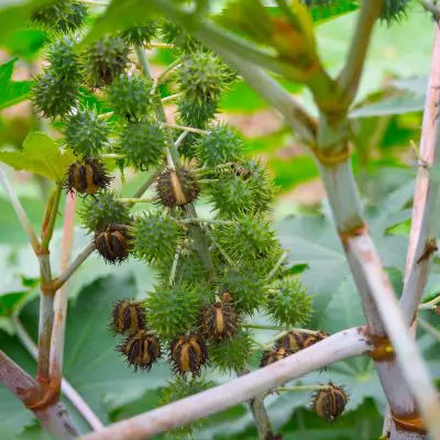 Eranda (Ricinus communis) - Medicinal Properties, Benefits and Uses