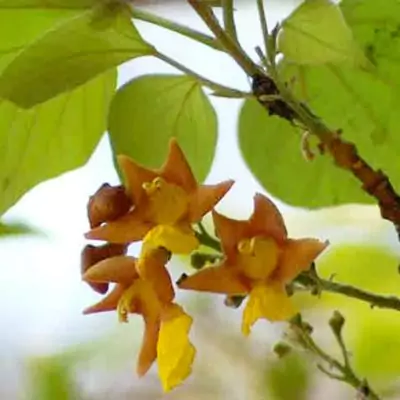 Gambhari (Gmelina arborea) - Medicinal Properties, Benefits and Uses