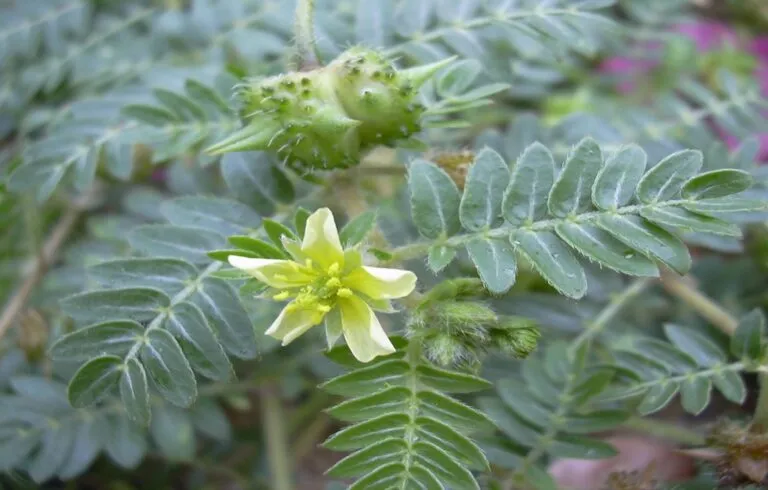 Gokshur (Tribulus terrestris) - Uses, Benefits and Medicinal Properties