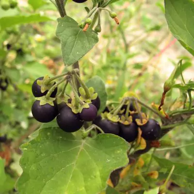 Makoy (Solanum nigrum)