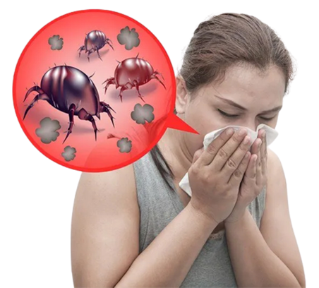 Manage Dust Allergy