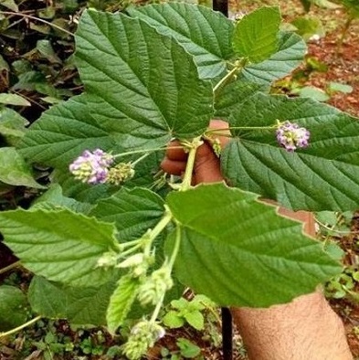 Bakuchi (Psoralea corylifolia)
