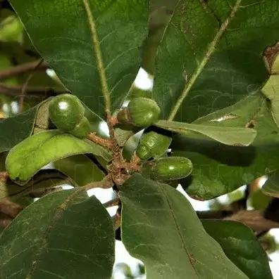 Bhallataka (Semecarpus anacardium)