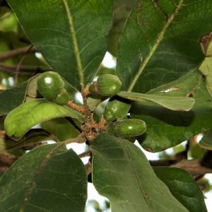 Bhallataka, Marking Nut (Semecarpus anacardium) - Medicinal Properties ...