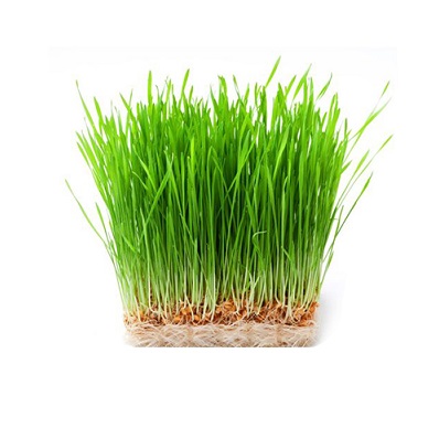 Wheatgrass - Therapeutic Uses and Benefits