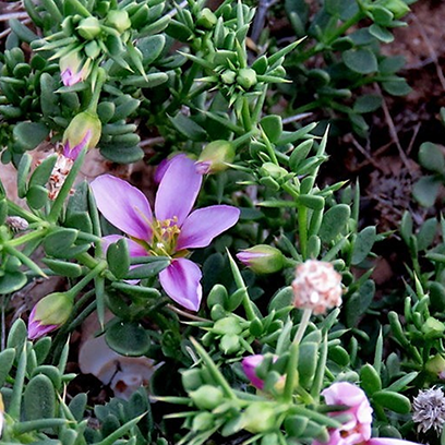 Dhamasa (Fagonia cretica)