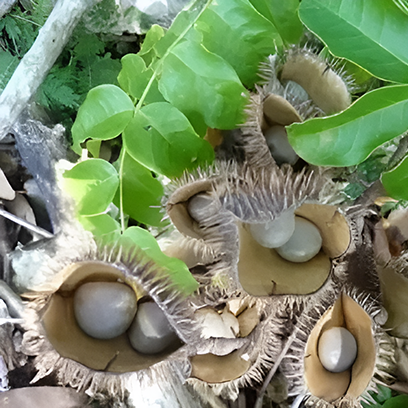 Latakaranja (Caesalpinia crista)