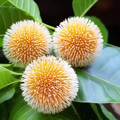 Kadamba (Neolamarckia cadamba) - Therapeutic Uses, Benefits and Indications