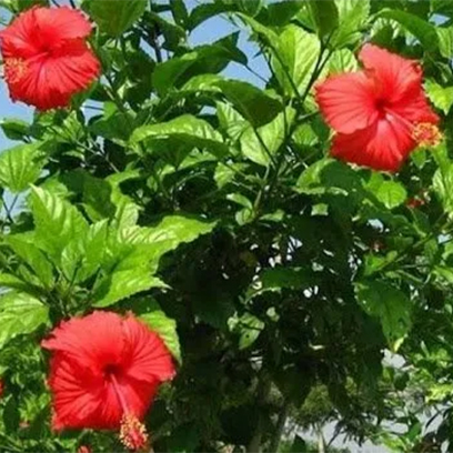 Gudhal (Hibiscus Rosa Sinensis)