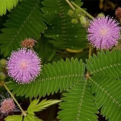 Lajjalu (Mimosa Pudica) - Uses, Benefits and Medicinal Properties