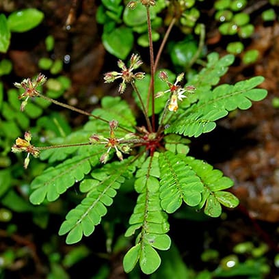 Mukkutti (Biophytum Sensitivum)